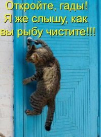О чем думают коты? Знают только они...