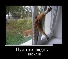 У знакомого кот так повесился( оставил окно на проветривании и уехал по делам