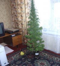 Когда нет лишнего места в комнате