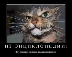 Мокрые киски