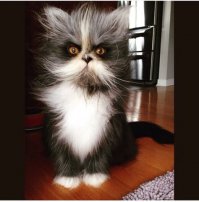 Я, конечно, в котах особо не разбираюсь, но по моему, Барсика пора нести в церковь!