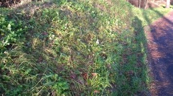 Только сейчас с женой и детьми с прогулки пришёл. Живу под Ригой. Это зима?