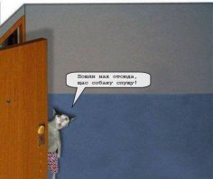 Прикольные коты
