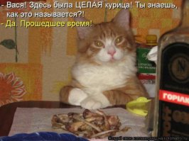 Прикольные коты