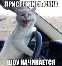 Прикольные коты