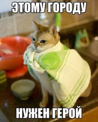 Прикольные коты