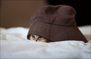 10 котов, знающих толк в маскировке