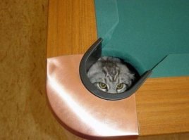 10 котов, знающих толк в маскировке
