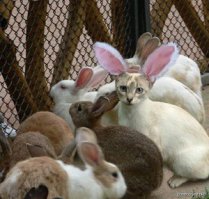 10 котов, знающих толк в маскировке