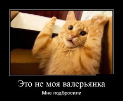 Коты, которые пытались что-то украсть