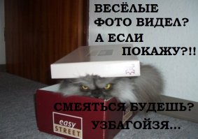 30 веселых фотографий с животными