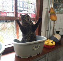 30 веселых фотографий с животными
