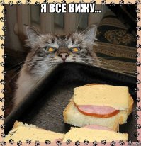 Коты, которые пытались что-то украсть