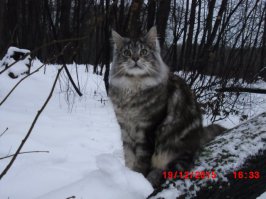 Кошки и снег