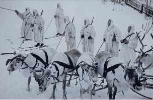 Боевые олени.