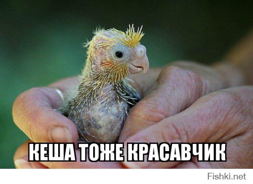 Детеныши животных