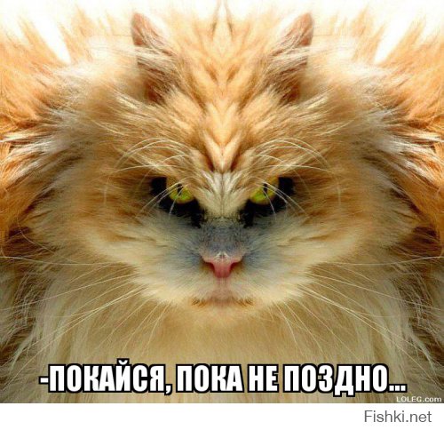 Приколы с братьями меньшими