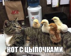 Скорее уж цыпочки с киской )))