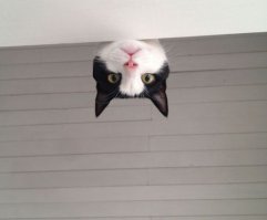 Австралийский котик