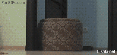Кошки всегда работают командой.