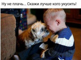 Приколы с братьями меньшими