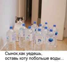 Приколы с братьями меньшими