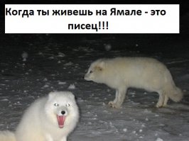 Когда ты живешь на Ямале