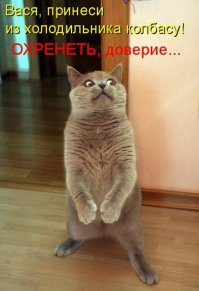 Приколы с братьями меньшими