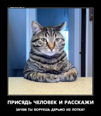 Приколы с братьями меньшими