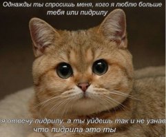 Приколы с братьями меньшими