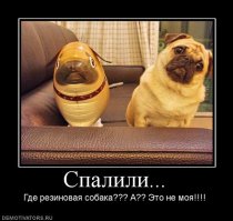 Приколы с братьями меньшими