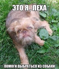 Приколы с братьями меньшими