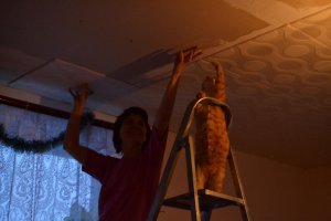 Приколы с братьями меньшими