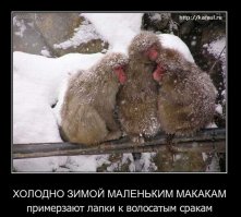 Прикольные картинки. Дневной выпуск