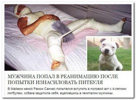 "Собака вцепилась в гениталии" ... а почему в гипсе ВСЕ остальное (кроме гениталий)? )