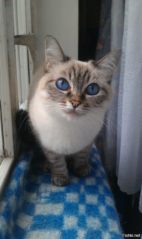 Вот еще кошка маман, зовут Улали.