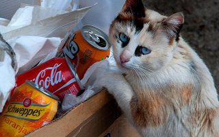 Необычные кошки