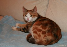 Необычные кошки