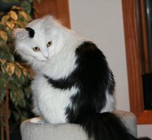 Необычные кошки