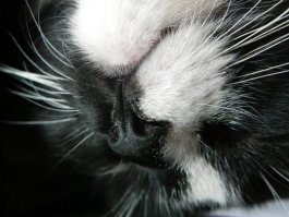 Кошачий круче )