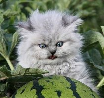 Необычные кошки