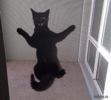 Котоматрица