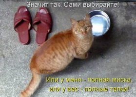 Котоматрица