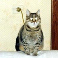 Котоматрица