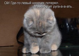 Котоматрица