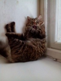 Котоматрица