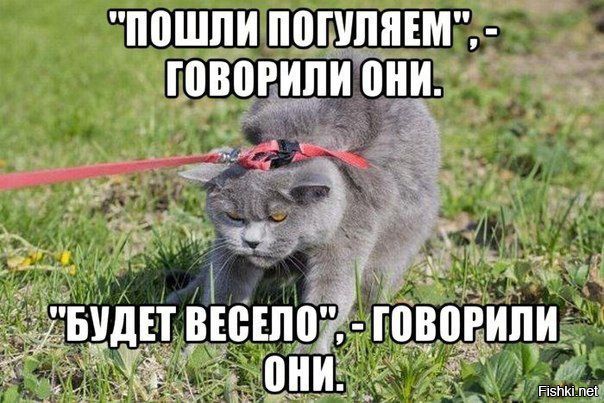 Котоматрица