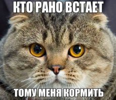 Котоматрица