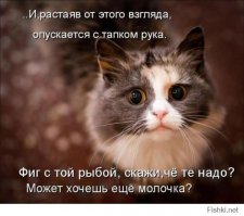 Котоматрица