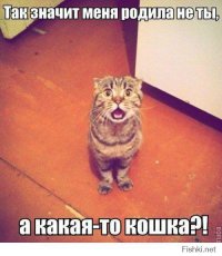 Котоматрица